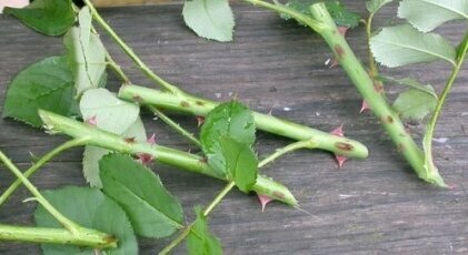 Зеленые черенки: отличный способ размножения роз летом